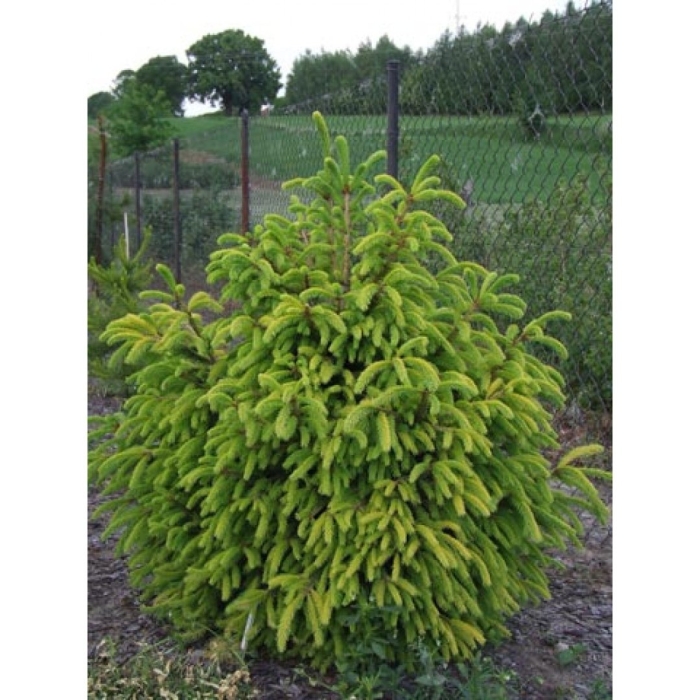 Ель обыкновенная picea abies