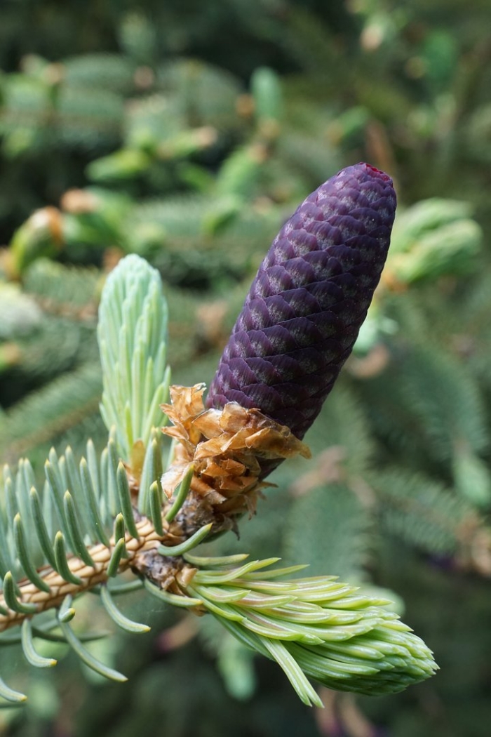 Picea likiangensis