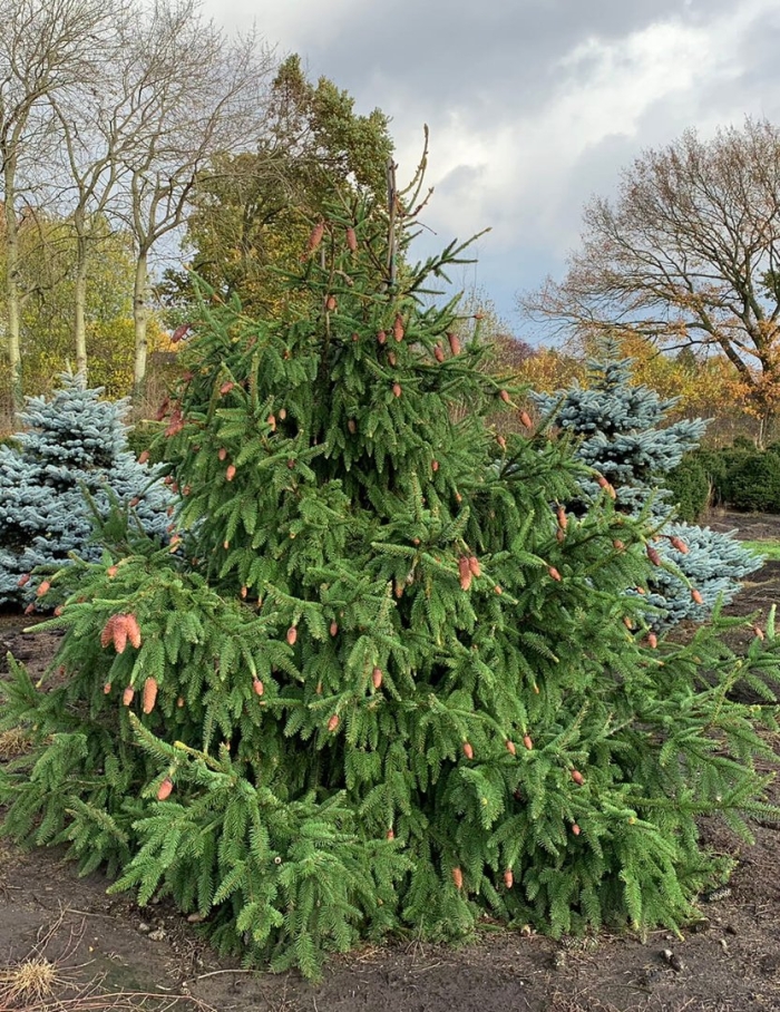 Ель обыкновенная акрокона