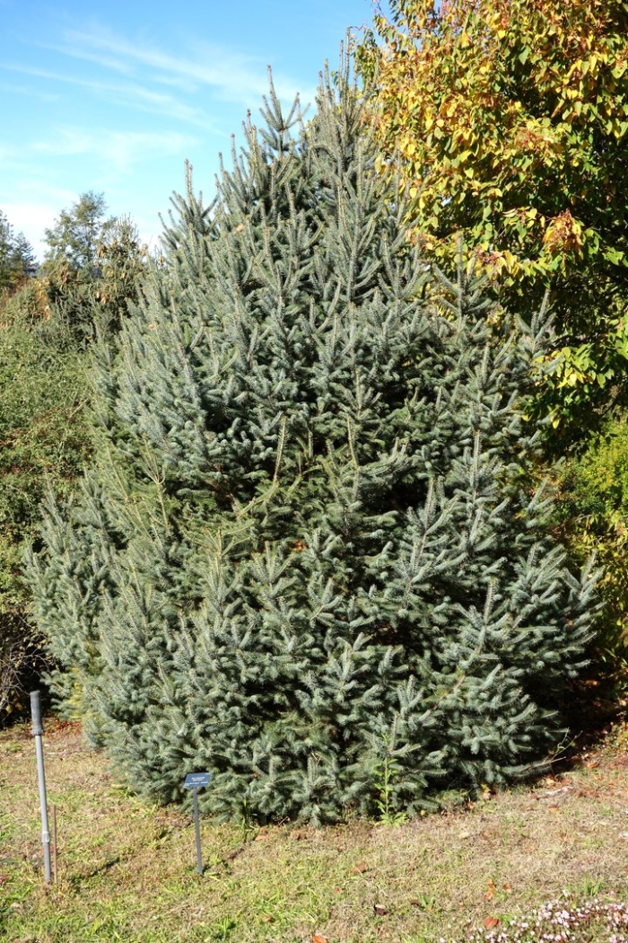 Picea brachytyla