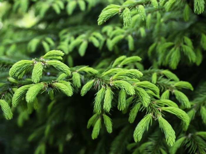 Ель обыкновенная