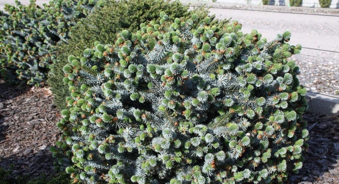 Ель ситхинская (picea sitchensis  silberzwerg )