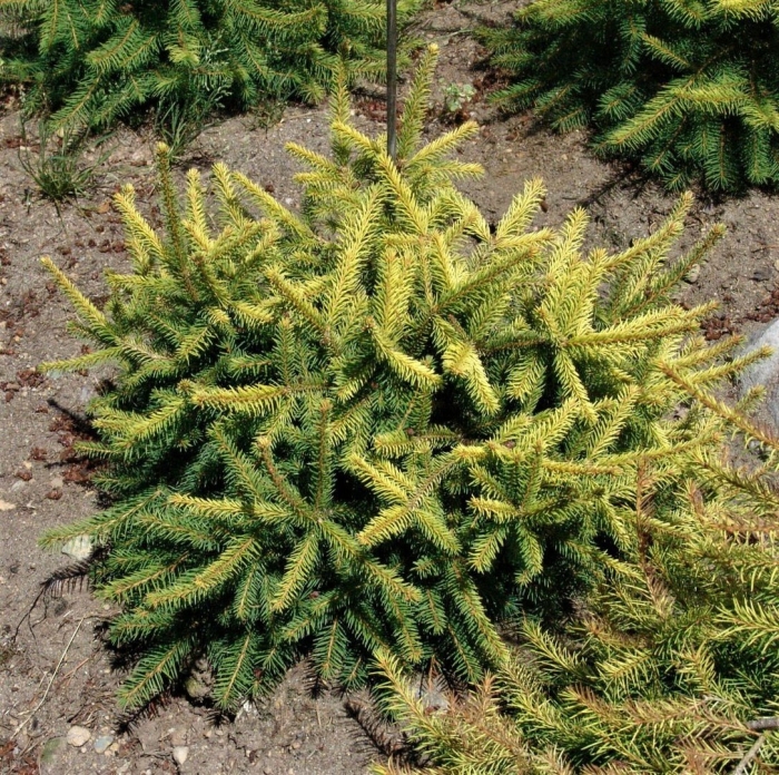 Picea abies gold drift