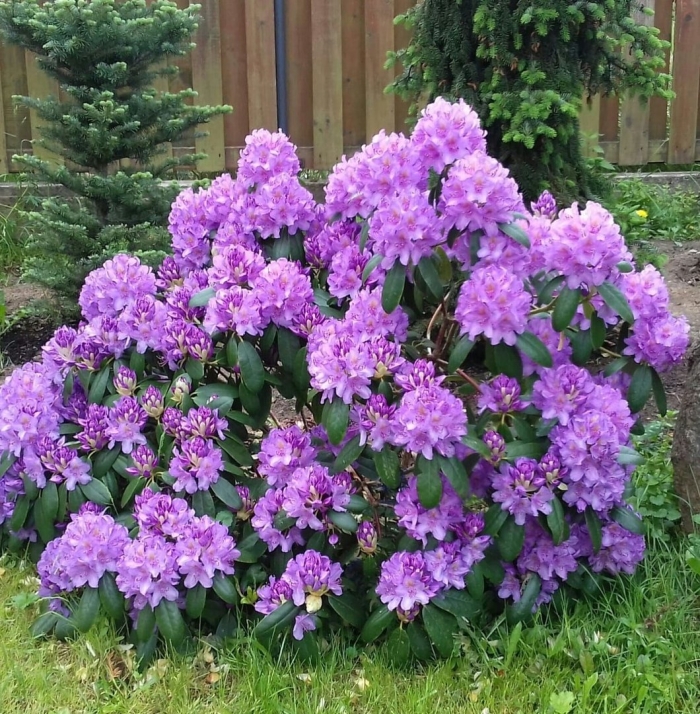 Рододендрон катевбинский
