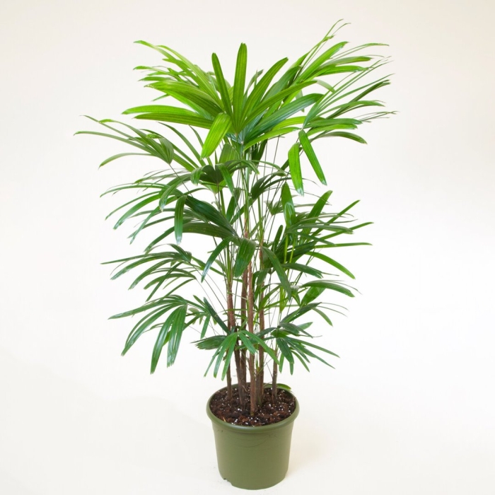 Рапис пальма