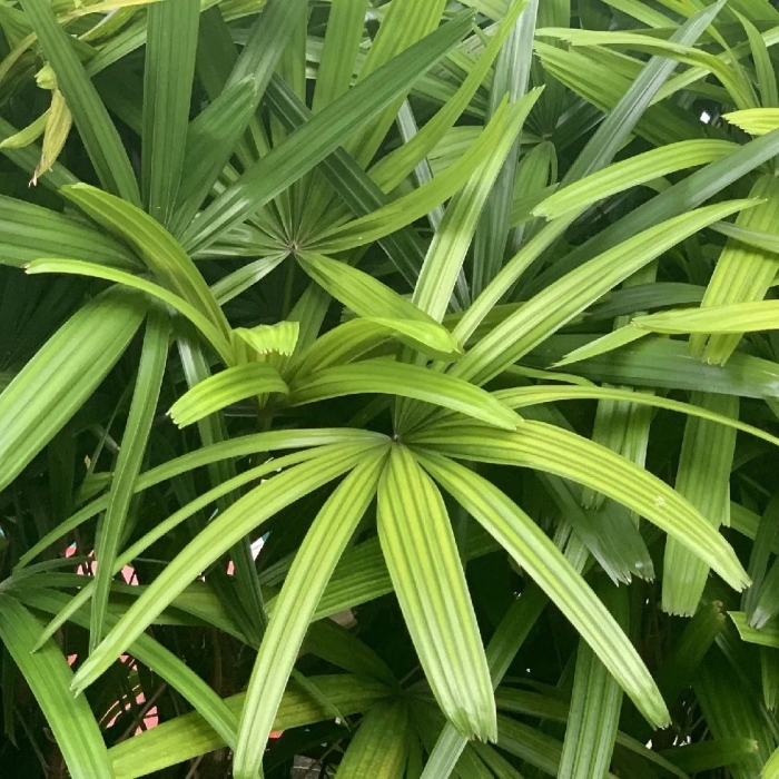 Пальма рапис