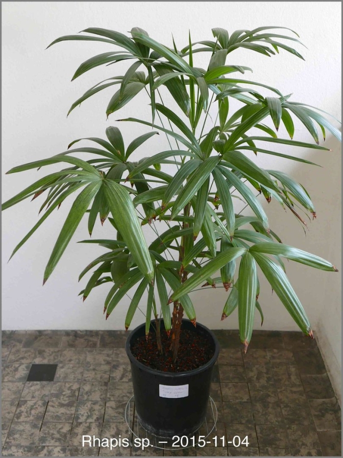 Рапис растение