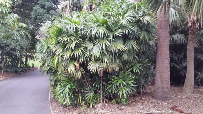 Рапидофиллум (пальма дикобраза)