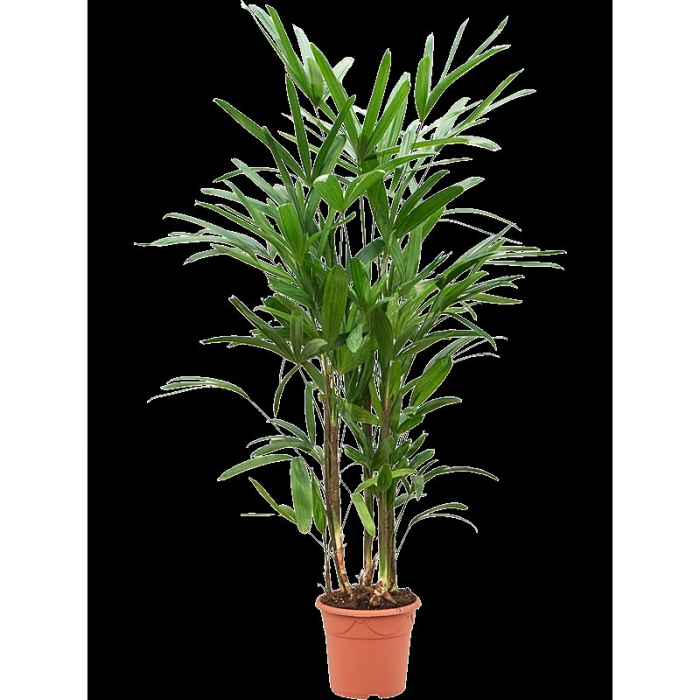 Хамедорея элеганс