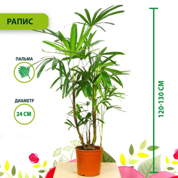 Рапис пальма