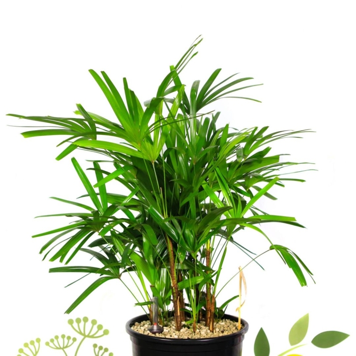 Хамедорея аренберга