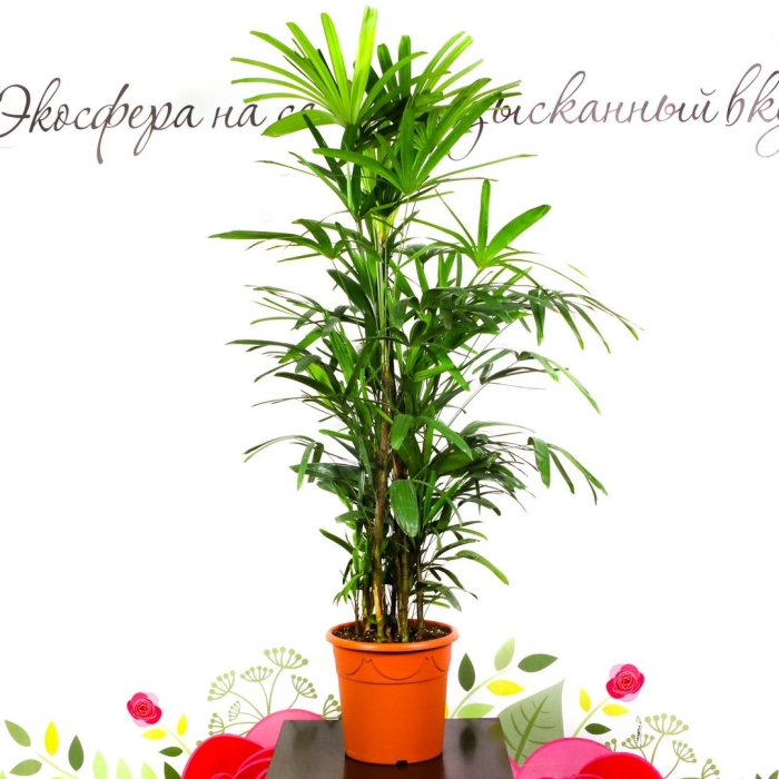 Пальма рапис