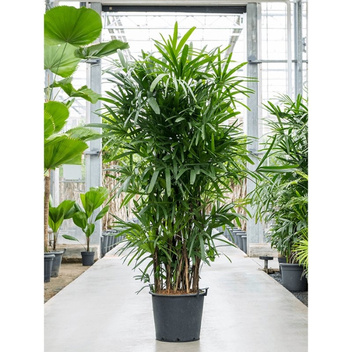 Рапис хумилис