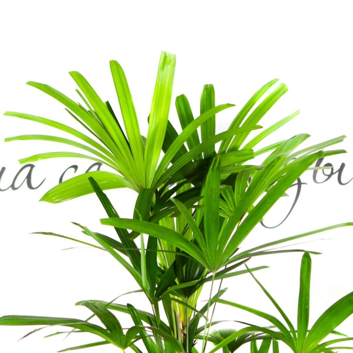 Бамбуковая пальма рапис