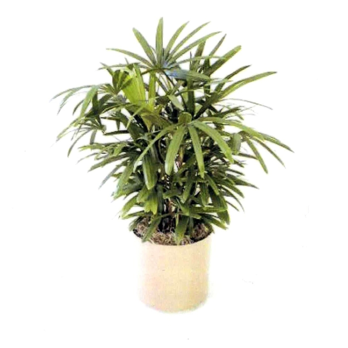 Пальма рапис леди