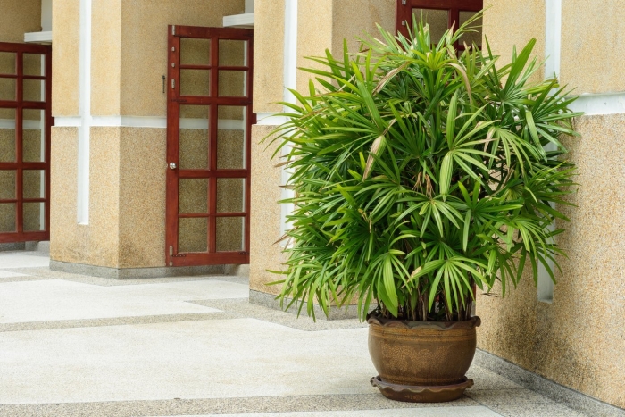 Тростниковая пальма рапис