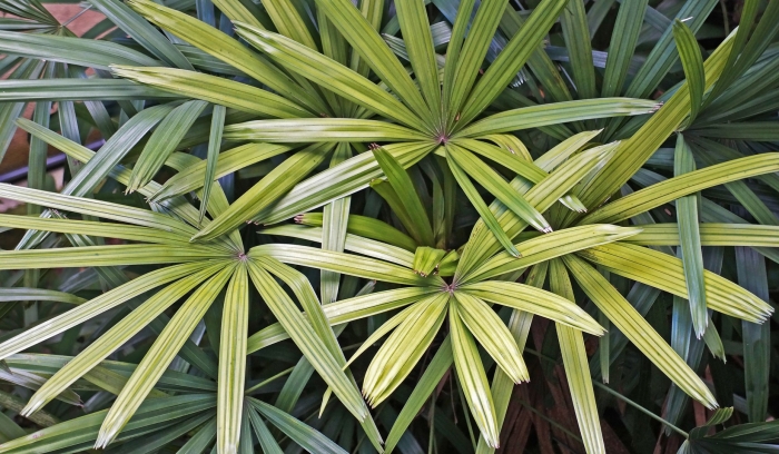 Пальма рапис