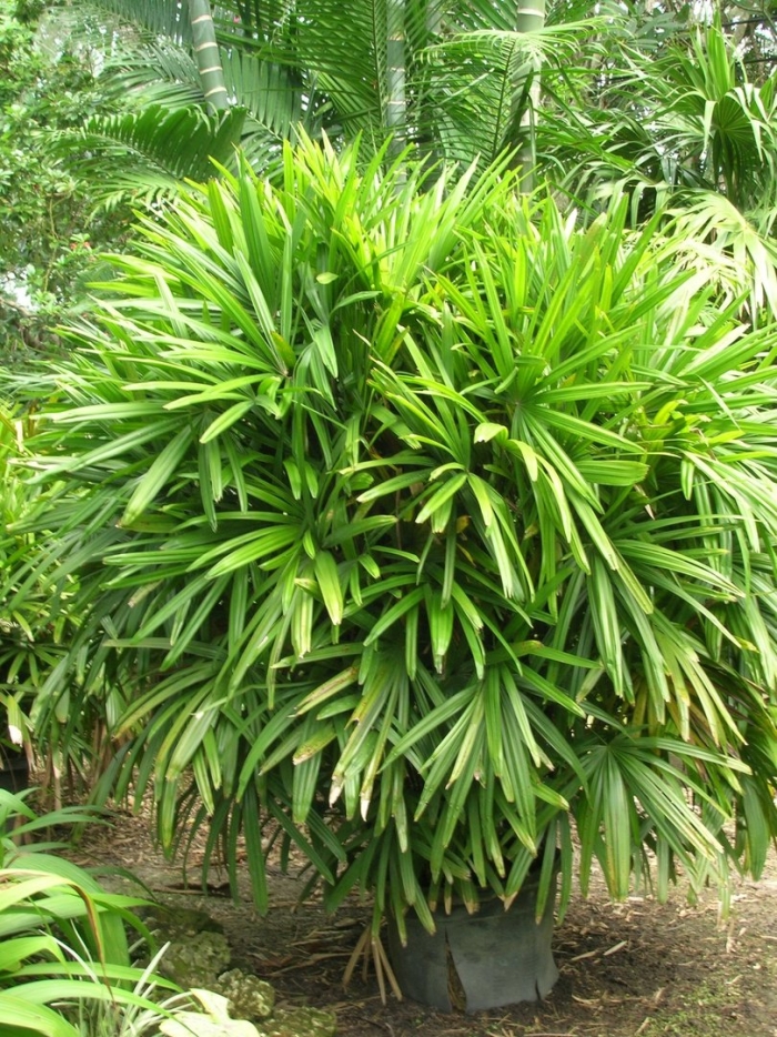 Rhapis excelsa