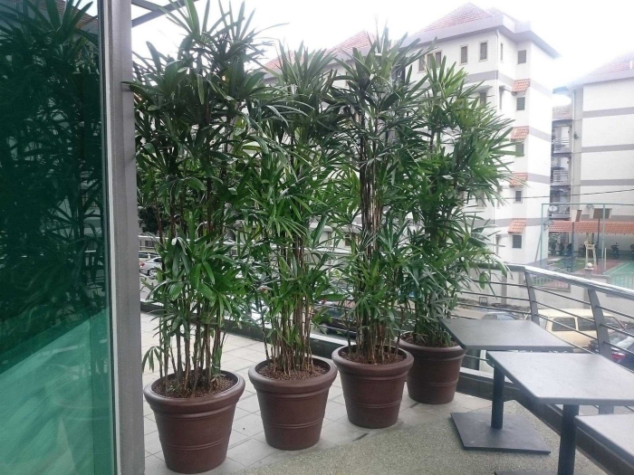 Пальма рапис