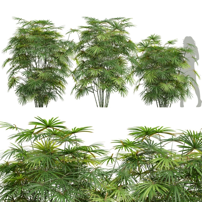 Пальма рапис