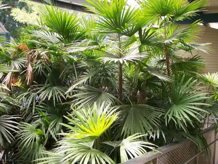 Веерная пальма ливистона