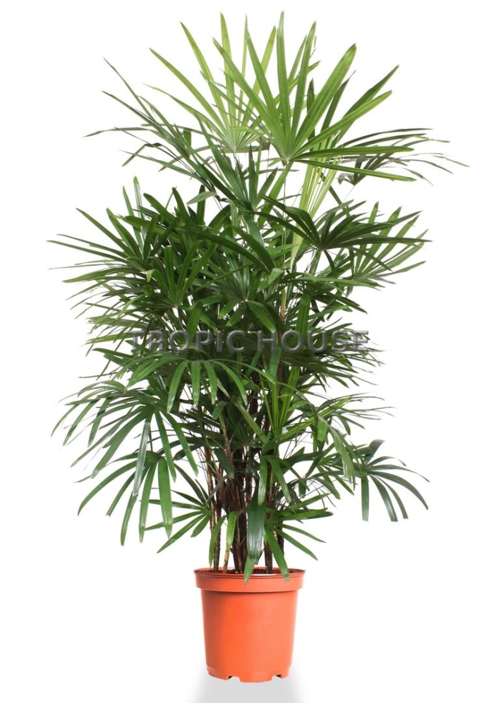 Пальма рапис