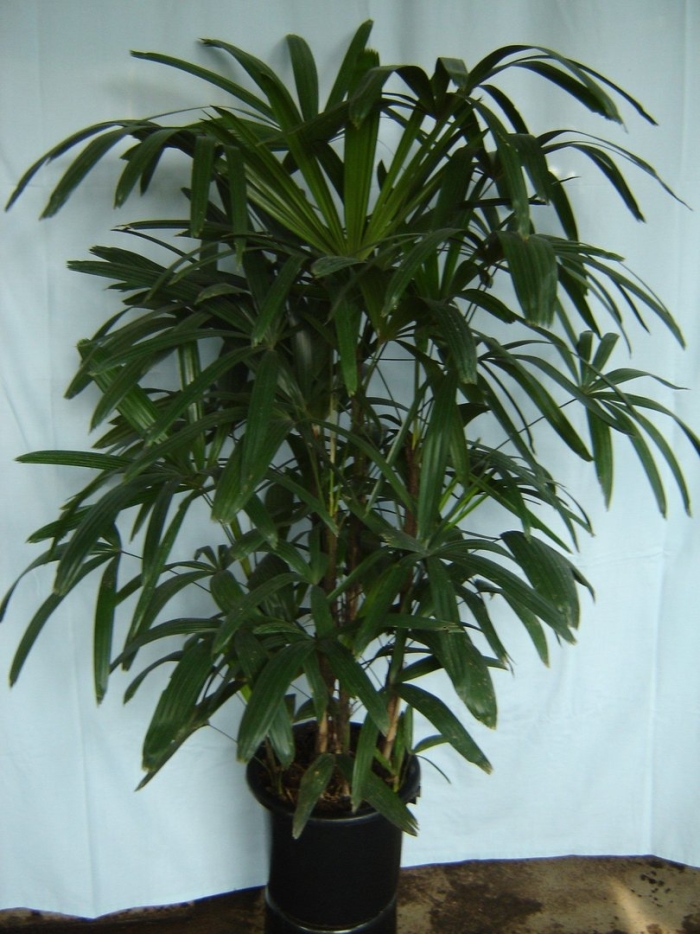 Рапис эксцельса