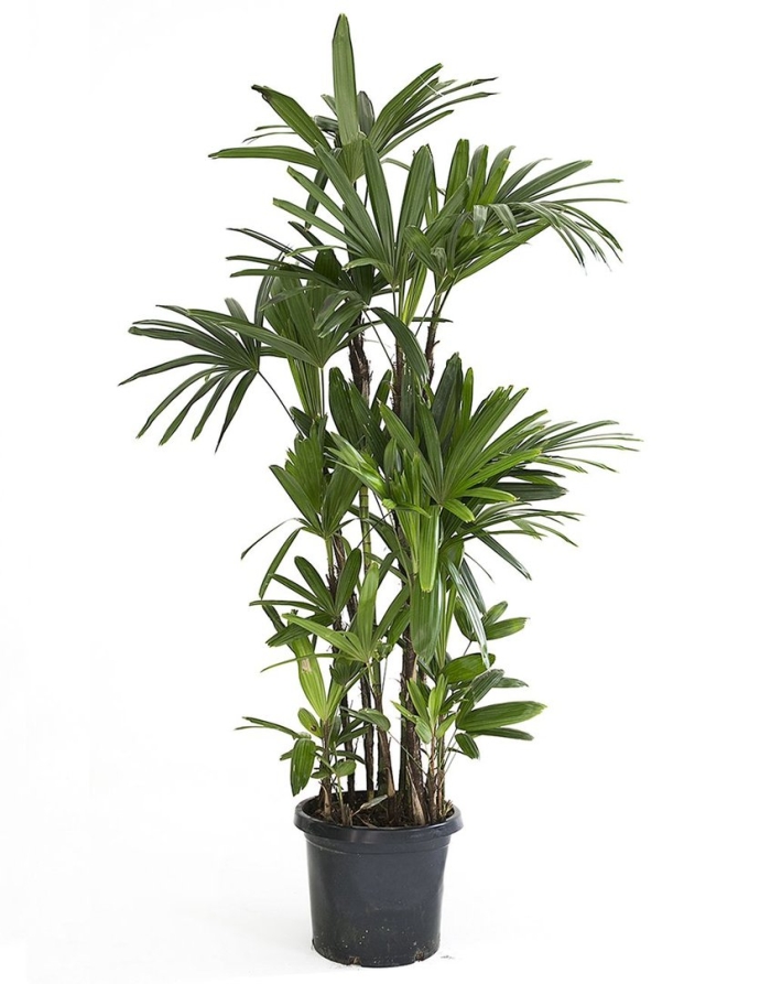 Рапис пальма узколистная