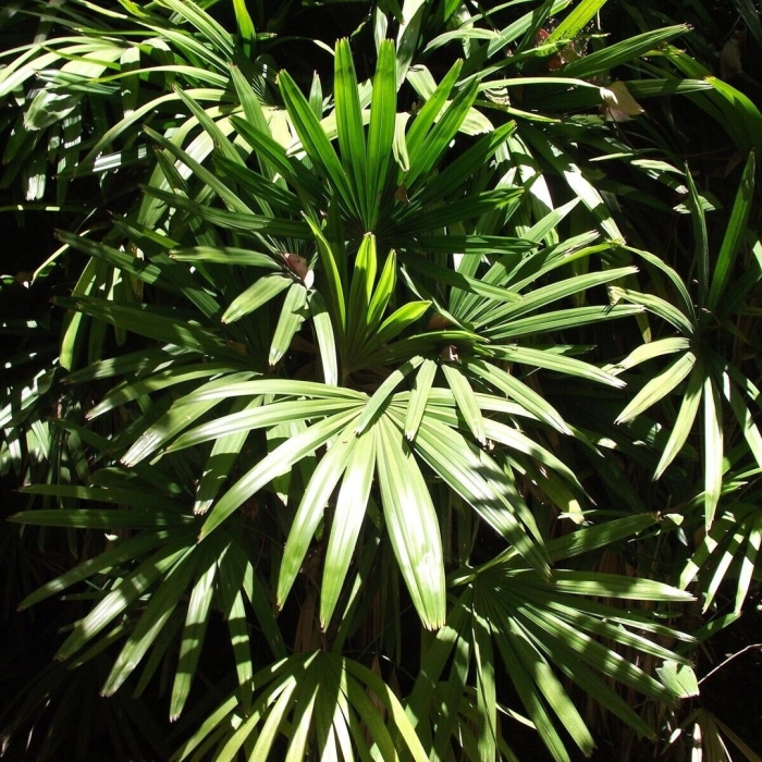 Пальма ликуала спиноза