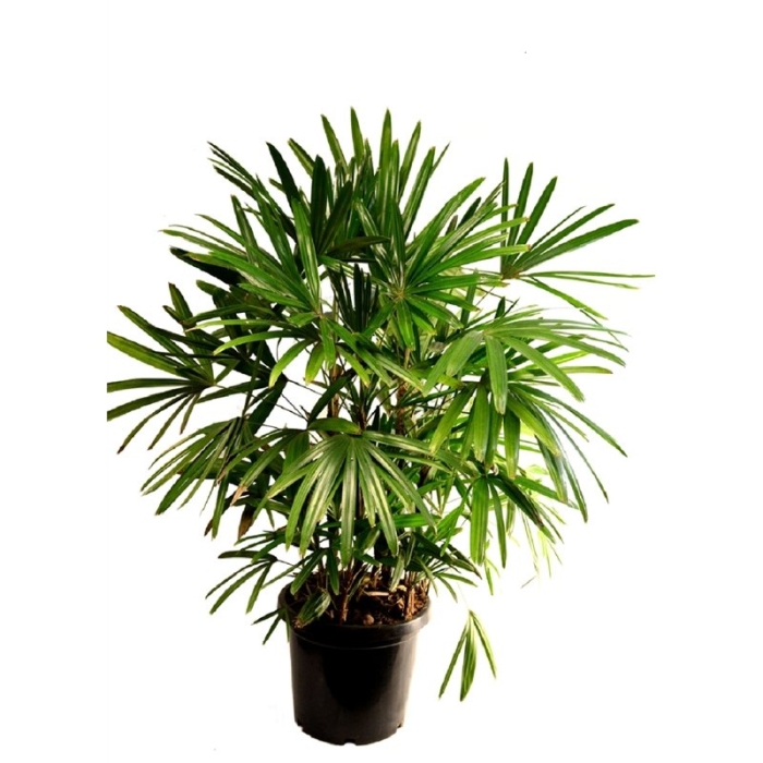 Рапис пальма