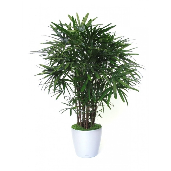 Пальма рапис