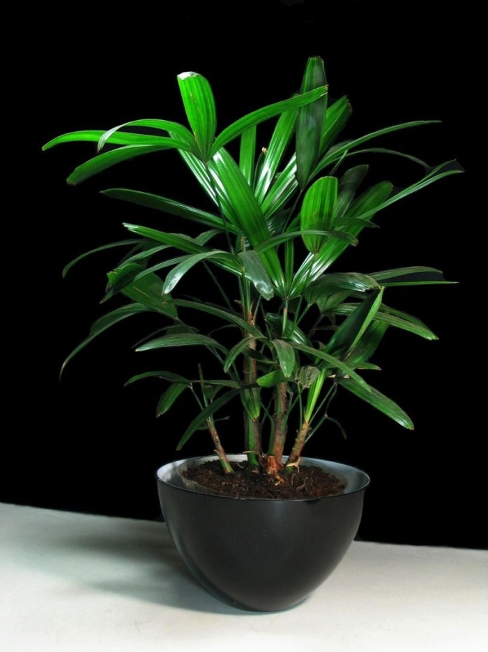 Бамбуковая пальма комнатная