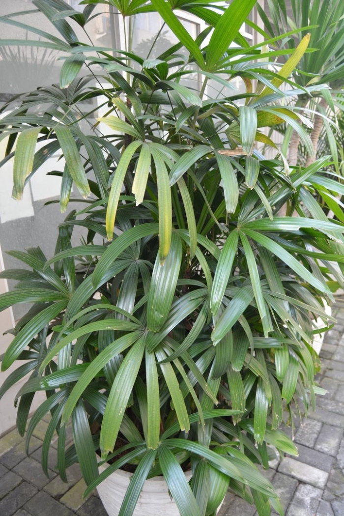 Тростниковая пальма рапис