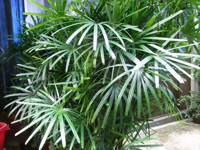 Пальма рапис