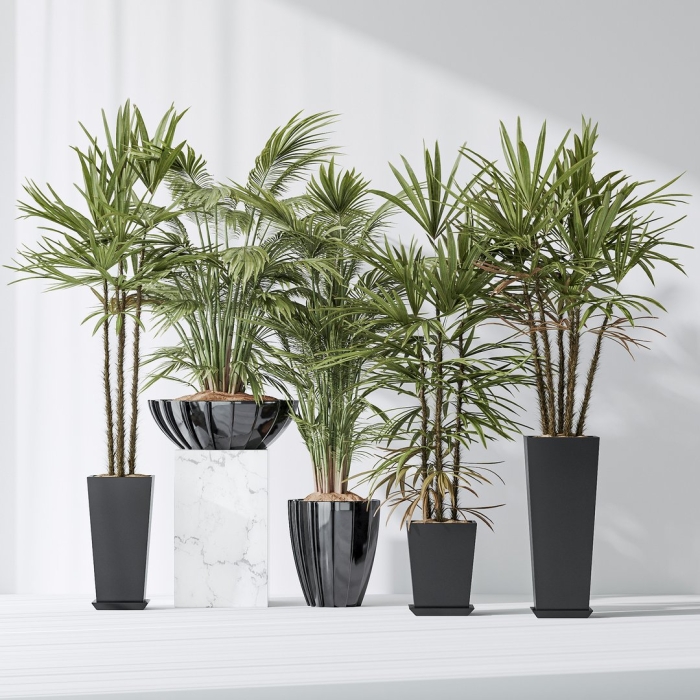 Ховея forsteriana