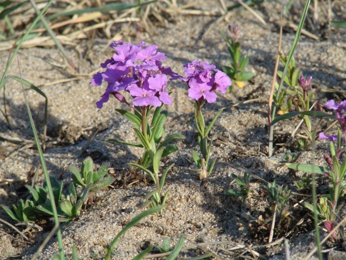 Клаусия солнцепечная