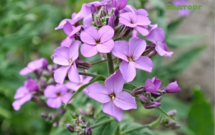 Вечерница матроны