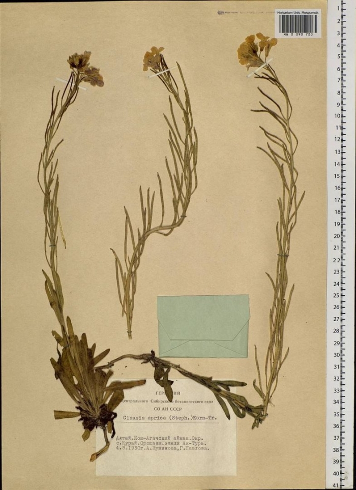 Ястребинка румянковая