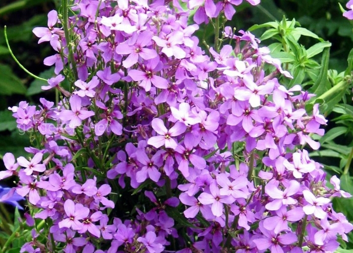 Цветок вечерница матроны