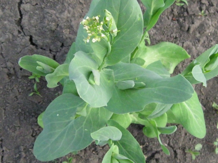 Conringia orientalis