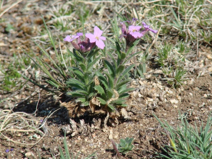 Проломник отпрысковый (androsace sarmentosa).