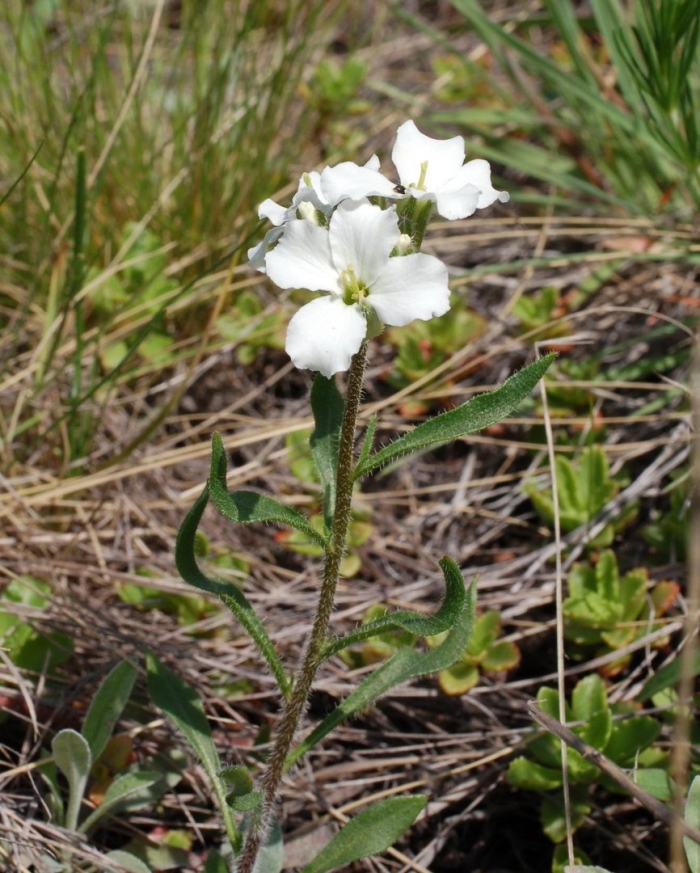 Matthiola incana
