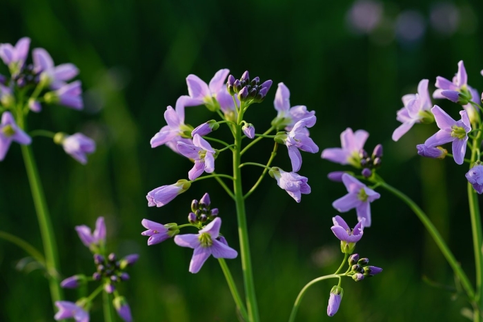 Cardamine pratensis