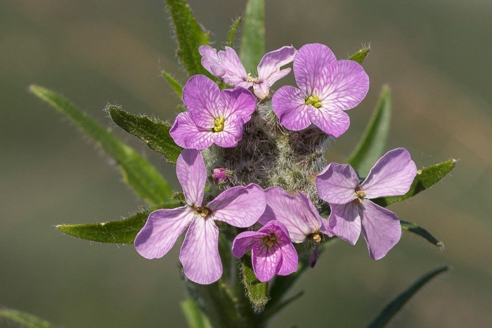 Hesperis matronalis