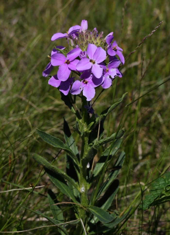 Хесперис вечерница матроны