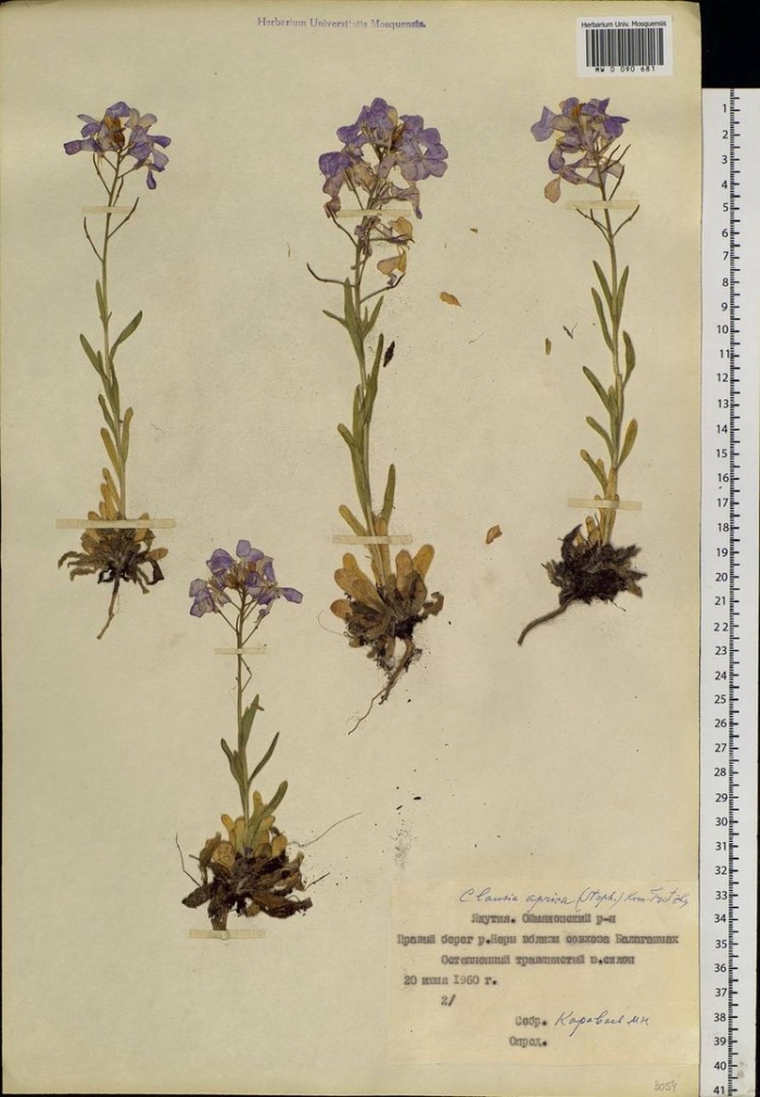 Вечерница сибирская