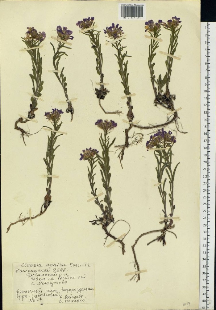 Heteropappus altaicus