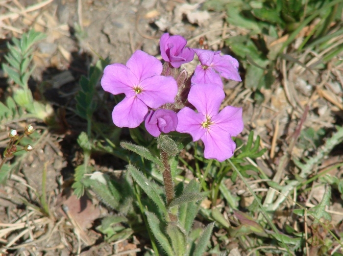 Вечерница матроны гесперис
