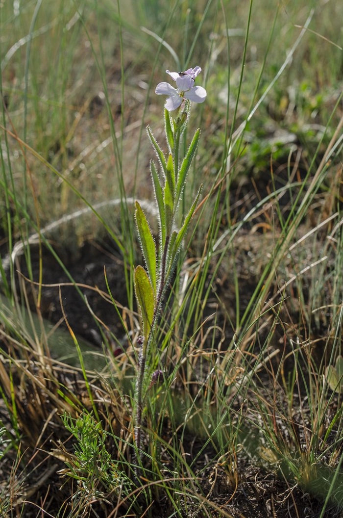 Cryptantha intermedia
