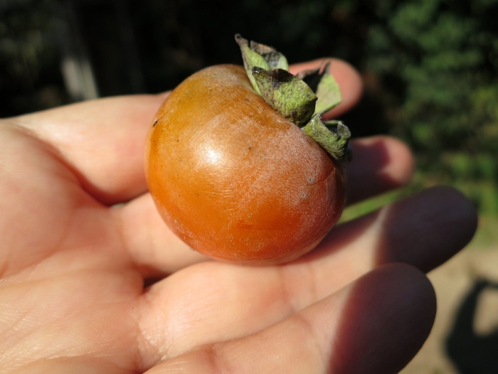 Хурма сорт персимон